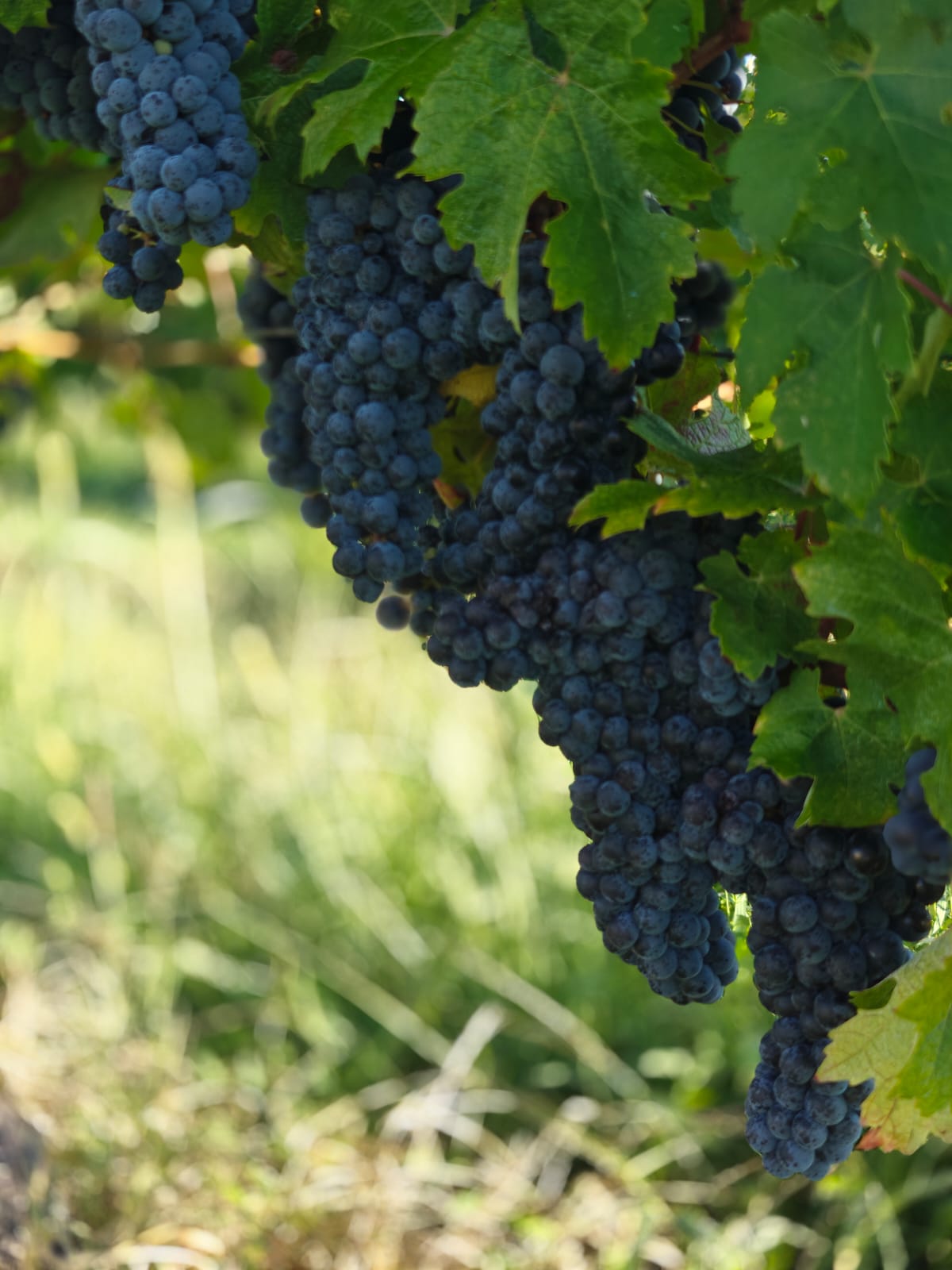 Grappes Merlot rouge intense Château Lapourcaud