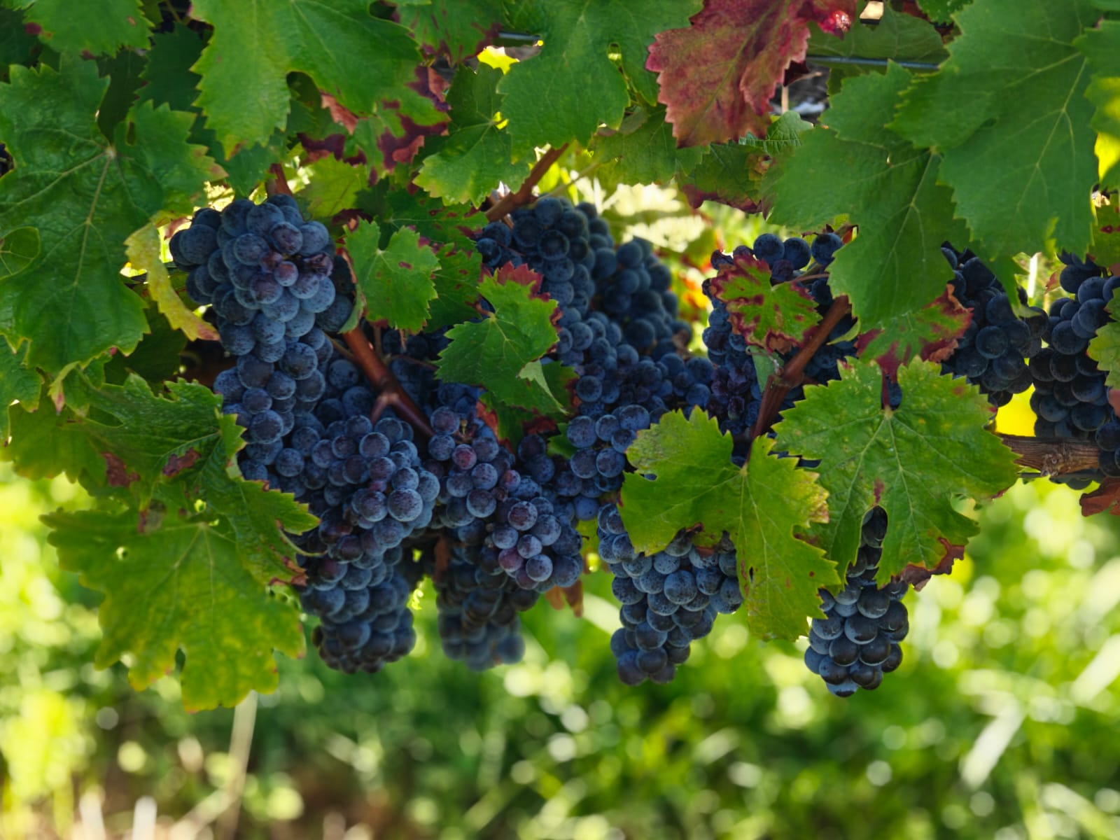 Enherbement et travail du sol — Vignoble Château Lapourcaud Cézac