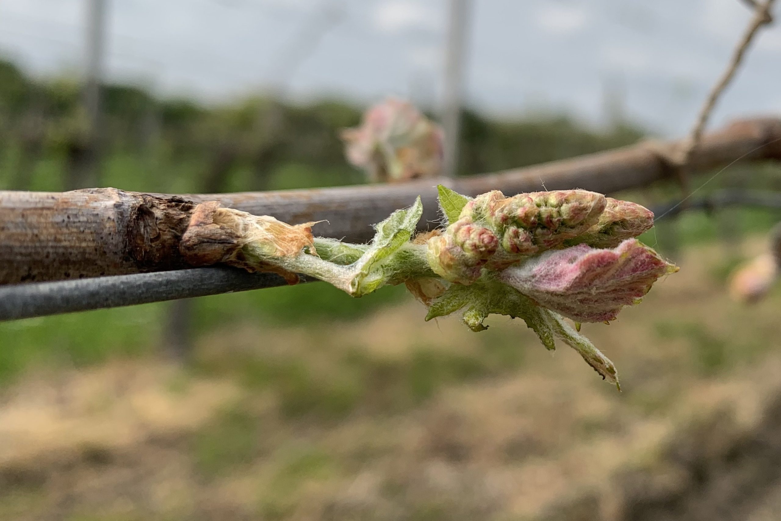 Naissance grappe Merlot Château Lapourcaud