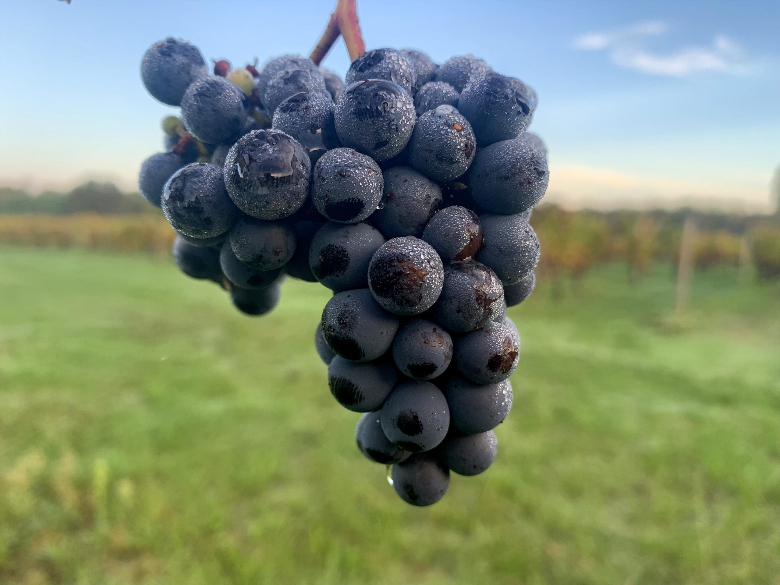 Grappe prête à vendanger Cézac Gironde