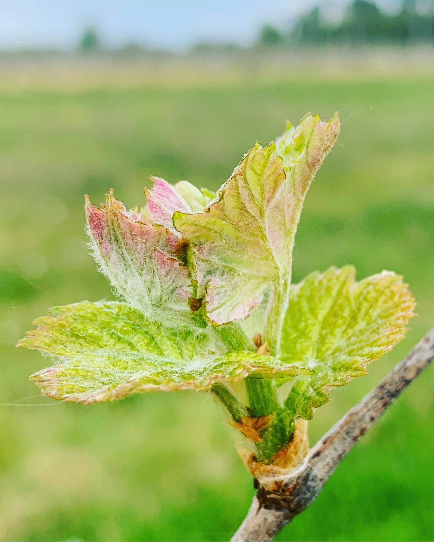 Petites feuilles printemps vigne Cézac