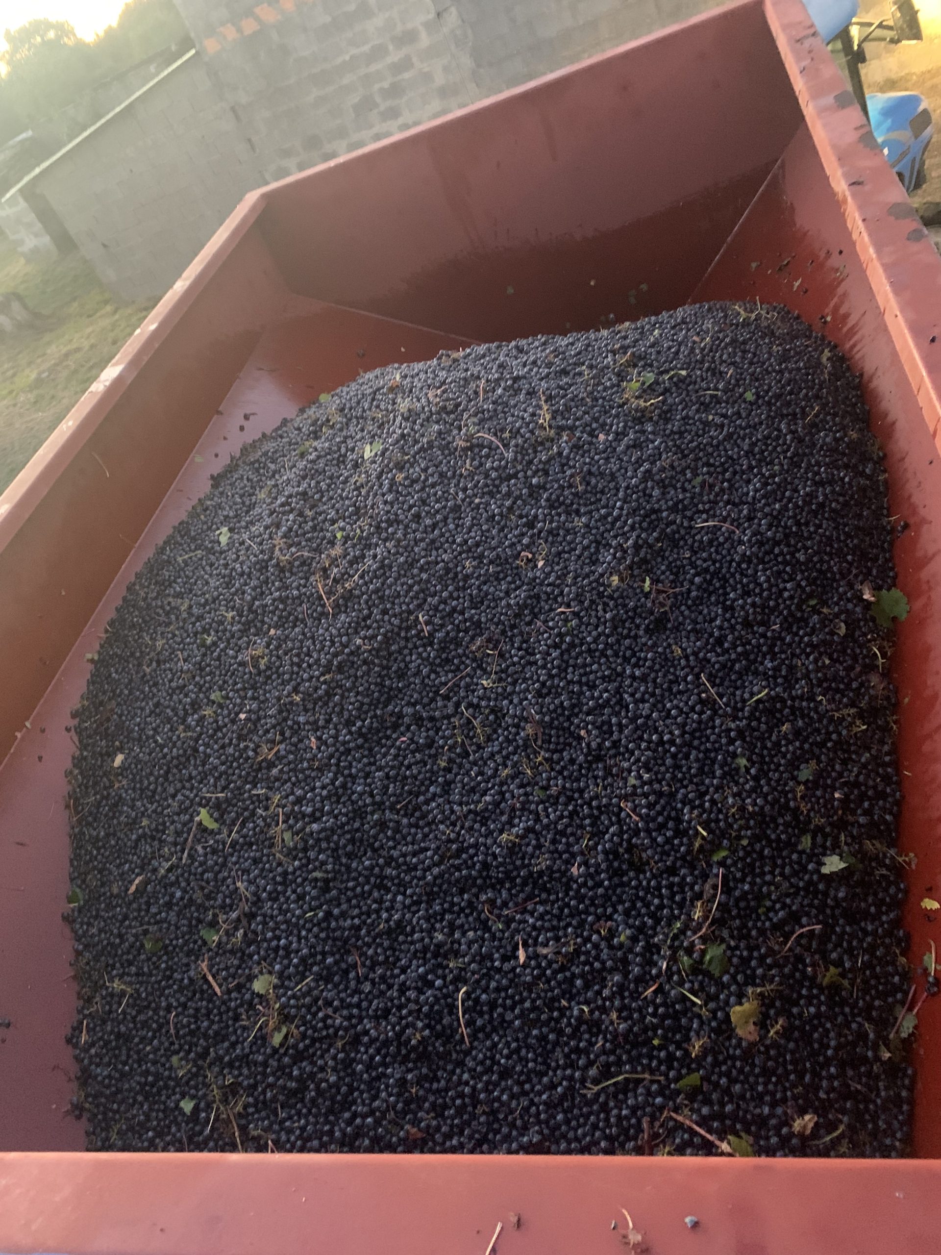 Vendanges Château Lapourcaud 2023
