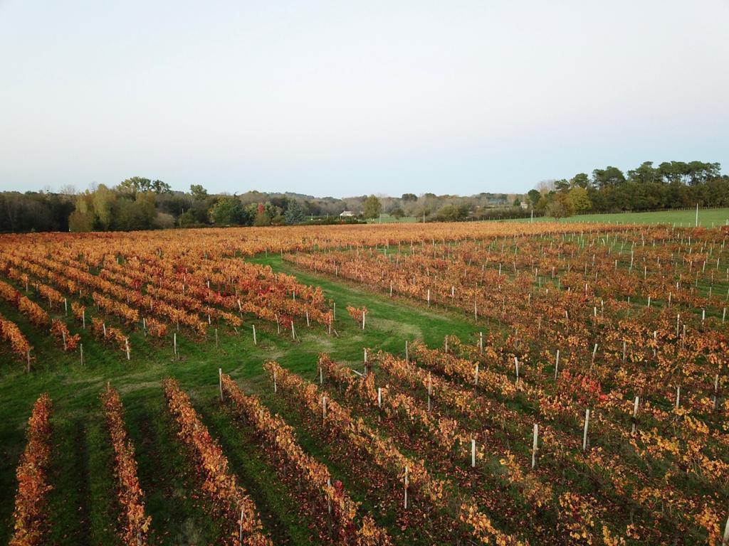 Couleurs automne vignes Château Lapourcaud