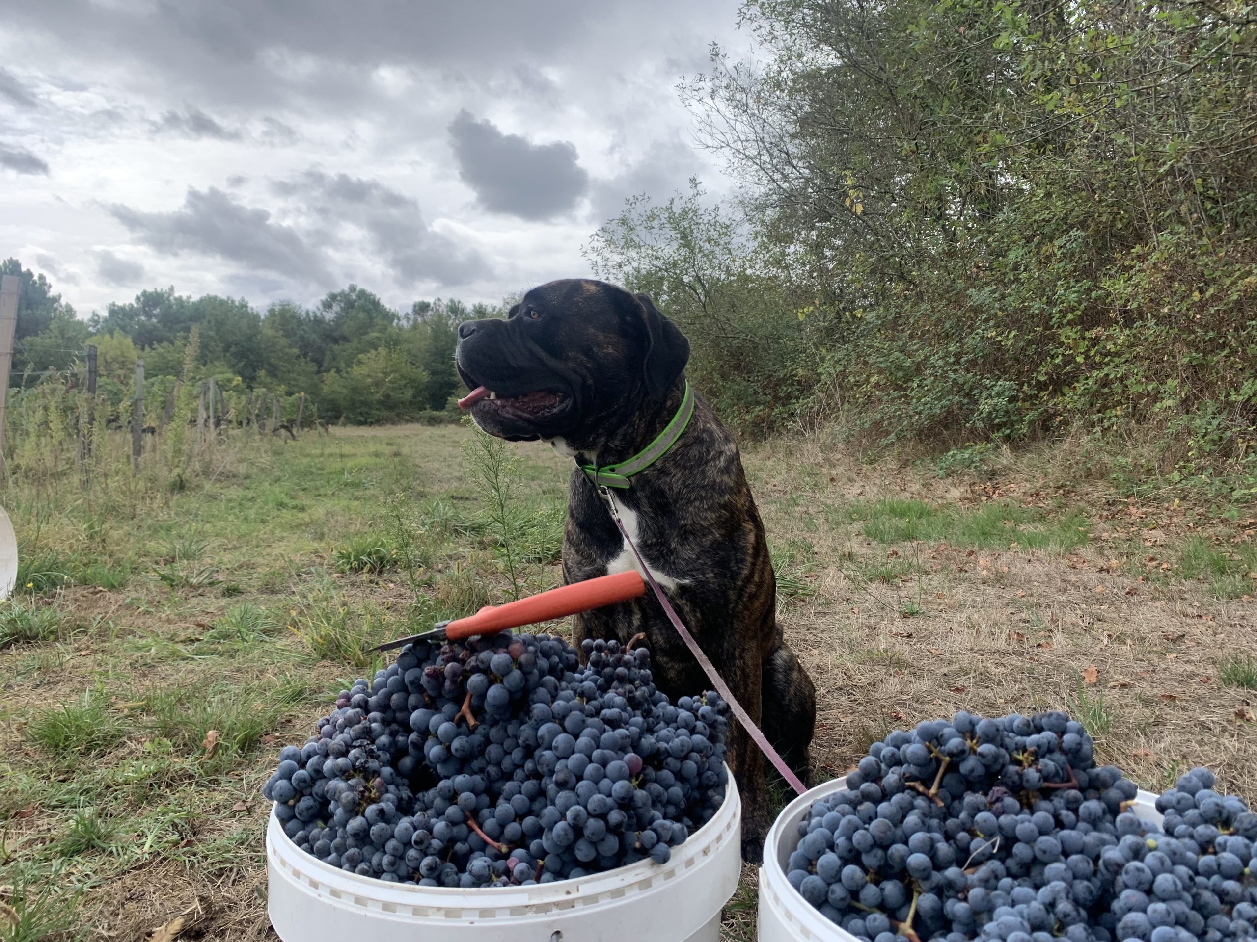 Fidèle compagnon domaine Lapourcaud