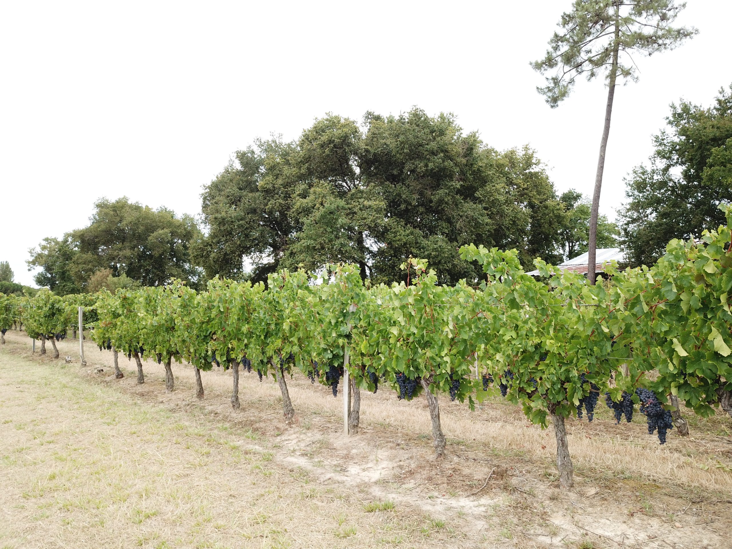Rangs de vigne Château Lapourcaud été