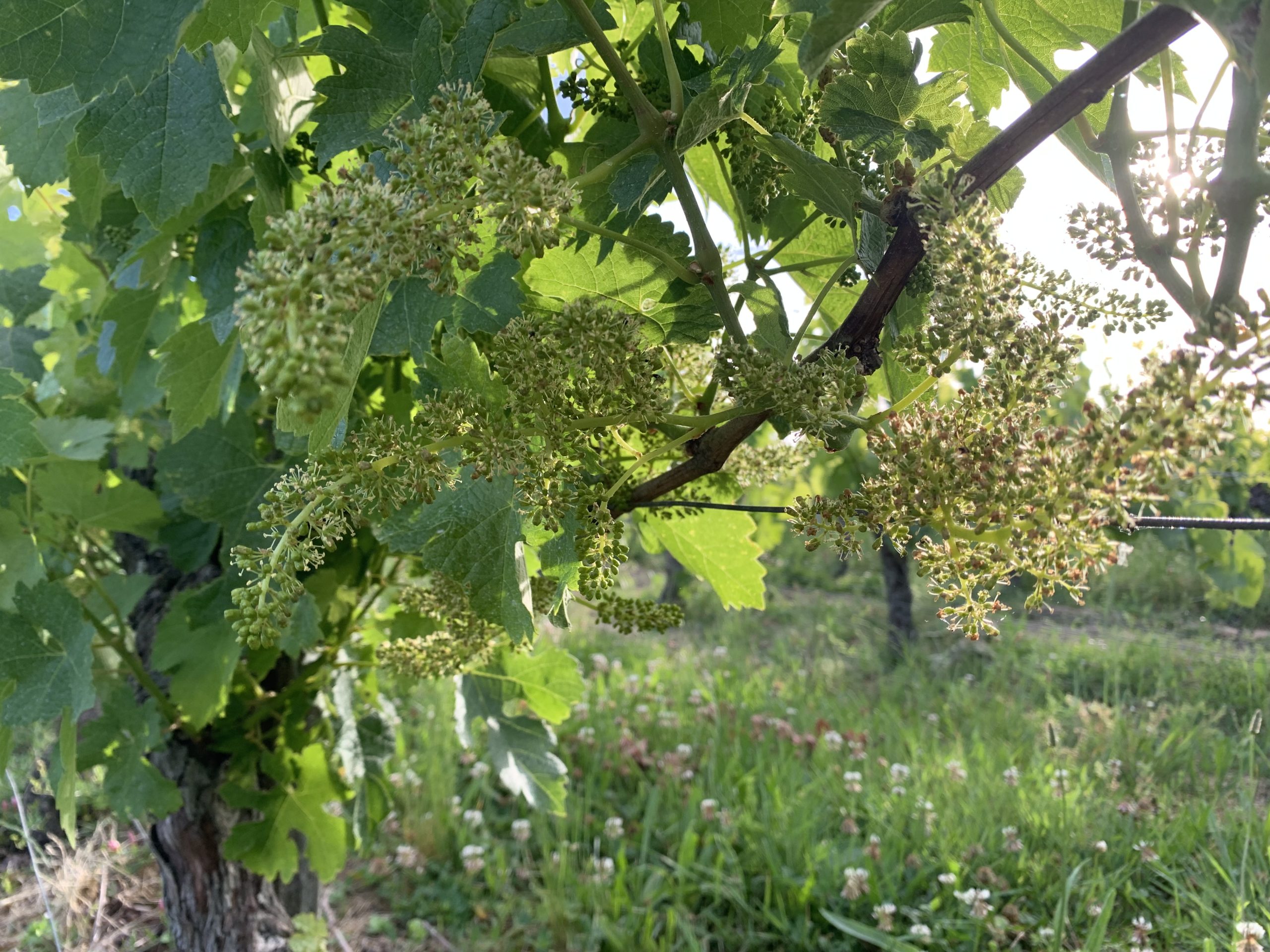 Vigne en fleur Merlot Cézac Gironde