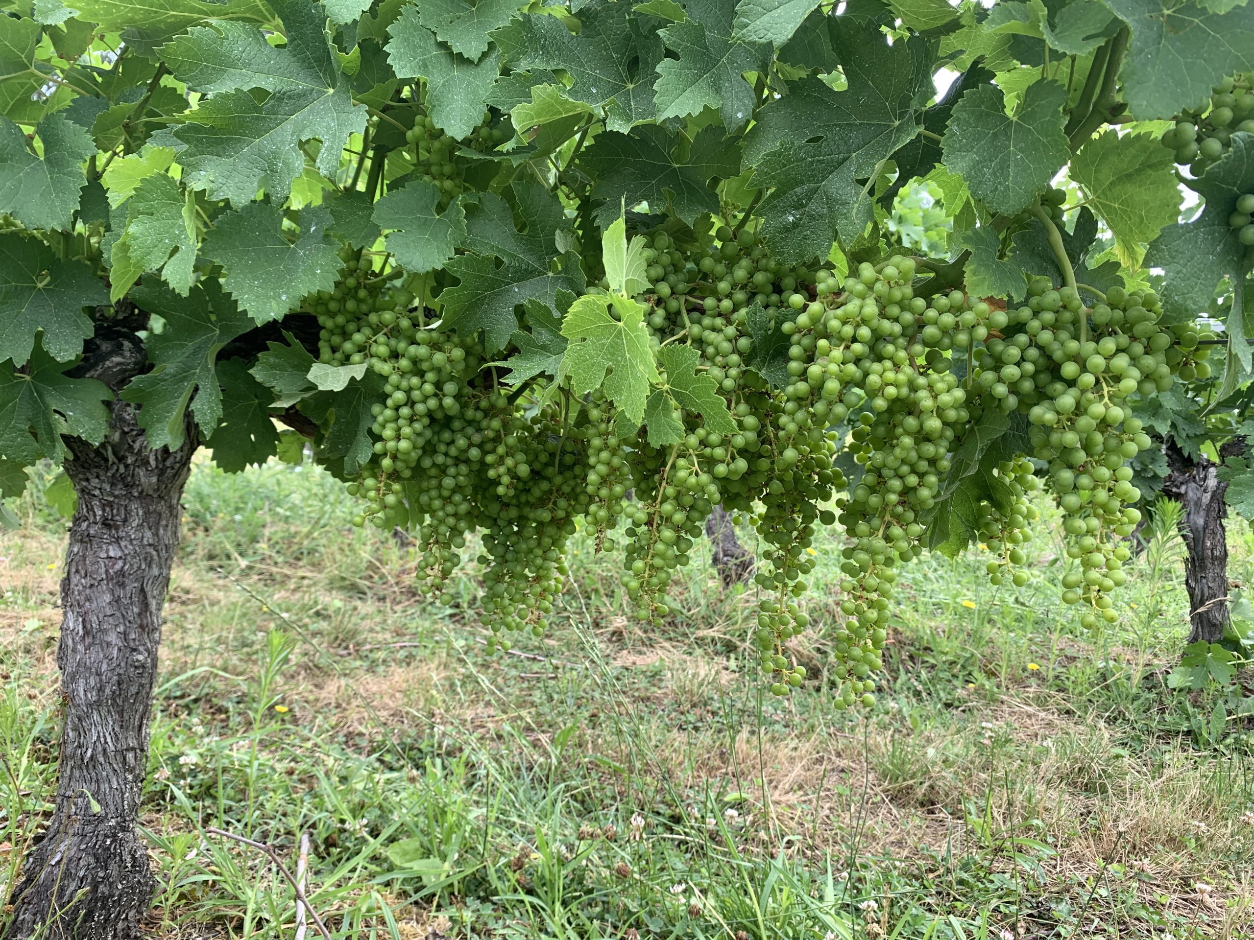 Vignes pleine maturité été Cézac