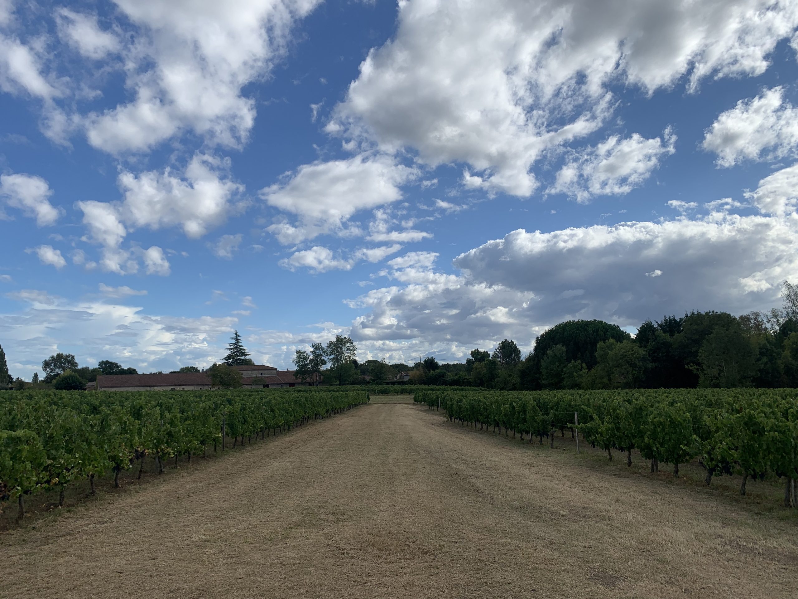 Vignes août Château Lapourcaud