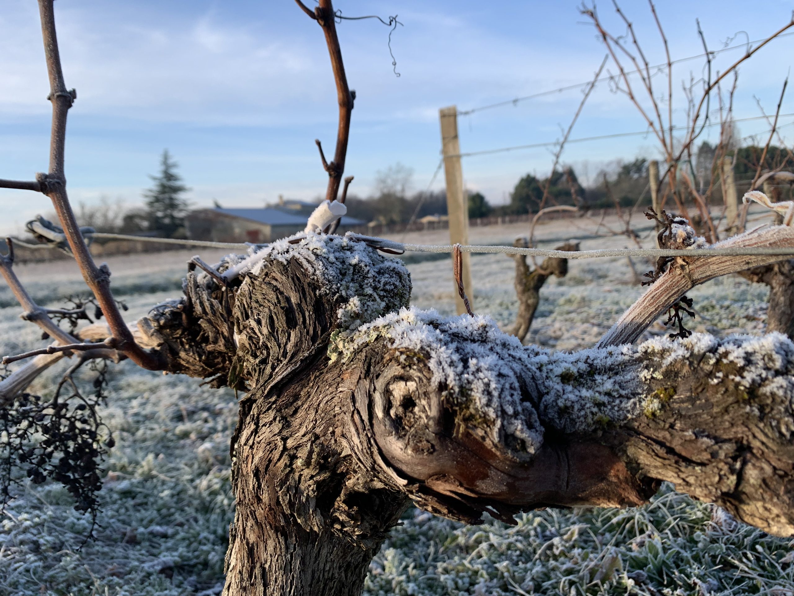 Taille hivernale vigne Château Lapourcaud