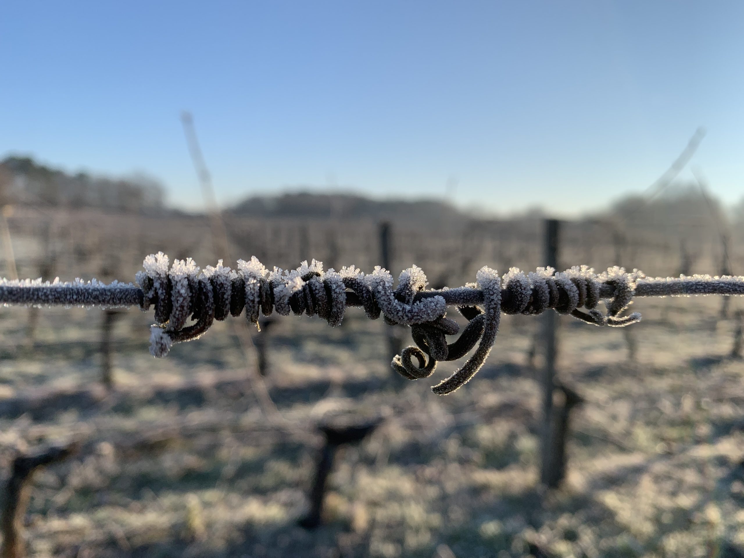 Janvier domaine Château Lapourcaud Cézac