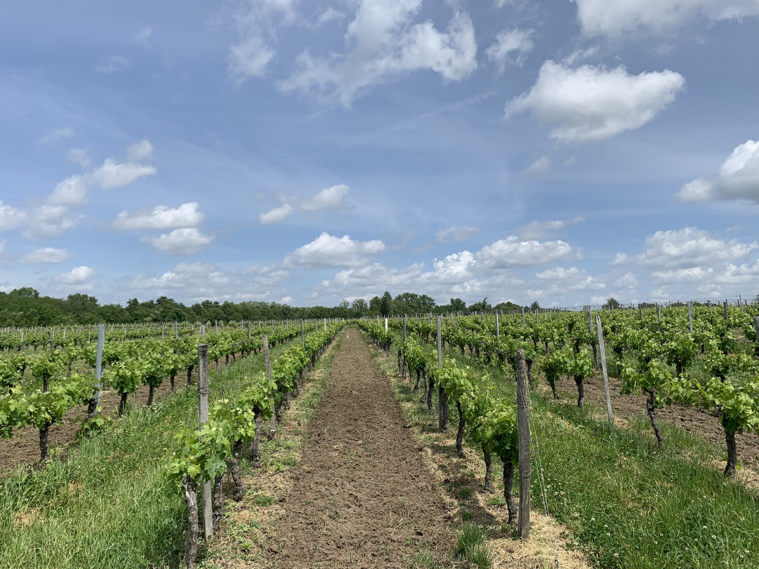 Vignes en fleur au Château Lapourcaud — culture raisonnée HVE