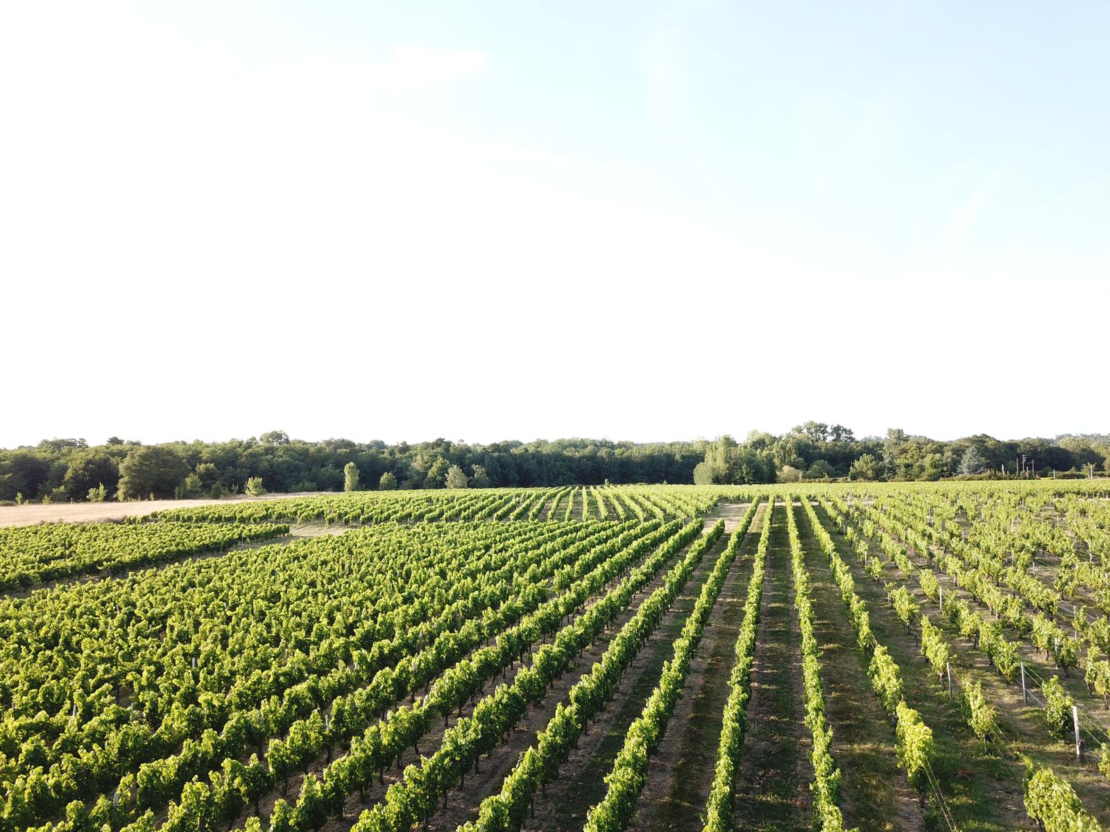 Vignoble Lapourcaud vu du drone été