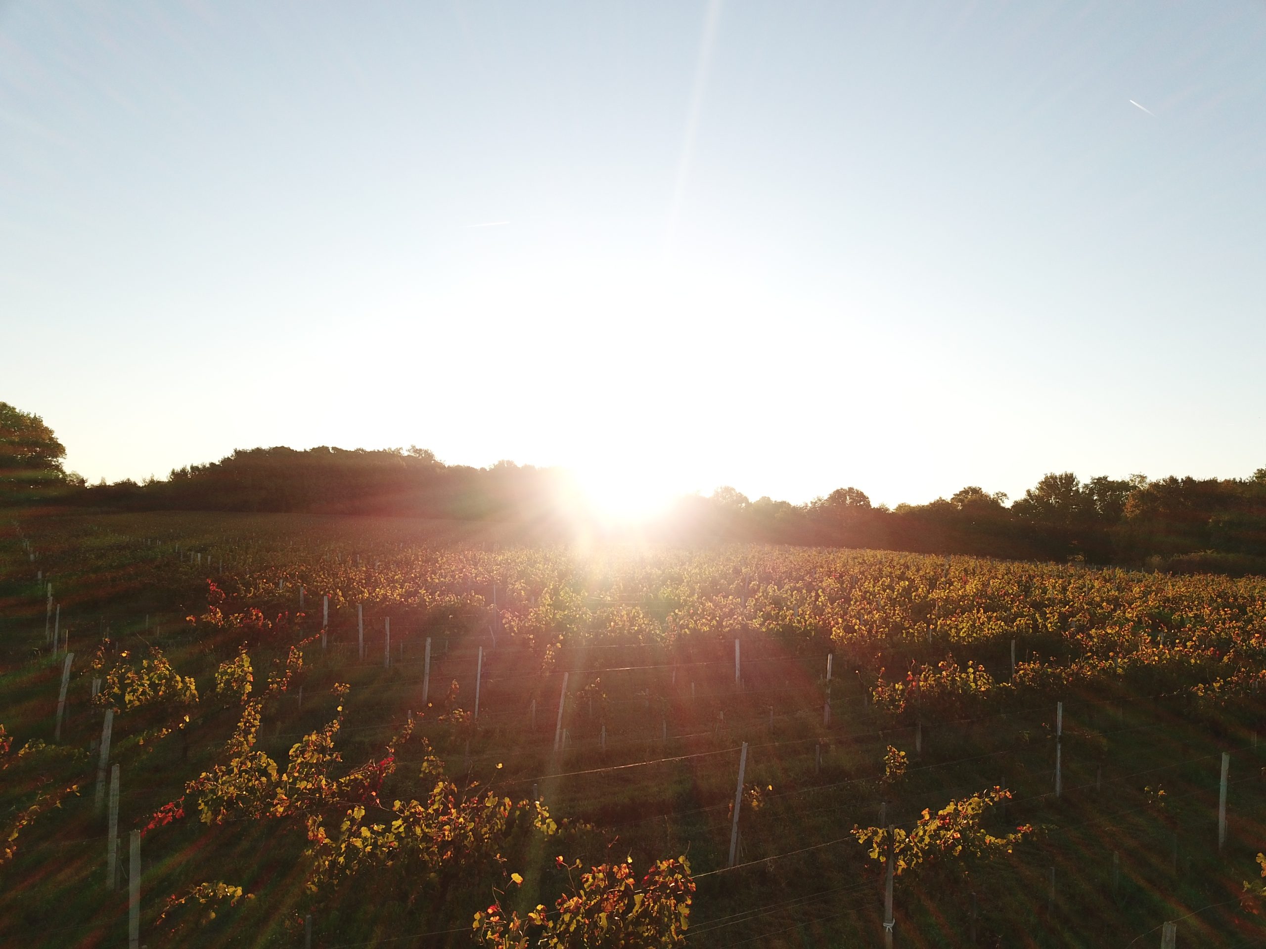 Lever de soleil vignes Cézac