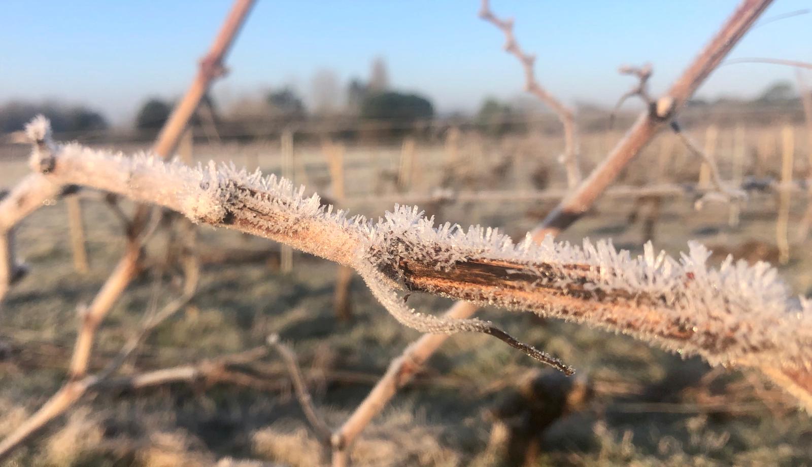 Vignes hiver repos végétatif Cézac