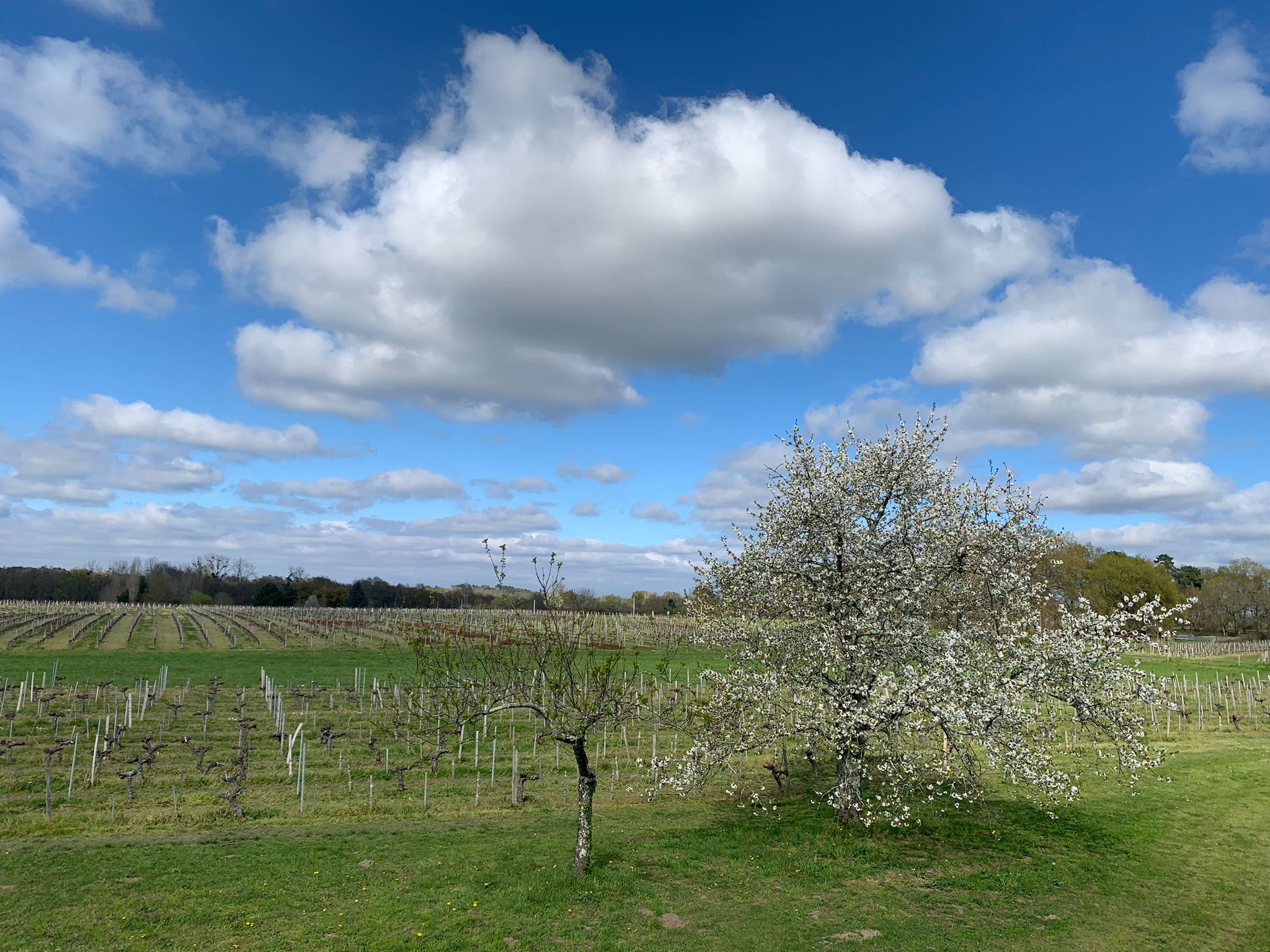 Vue drone domaine Château Lapourcaud avril